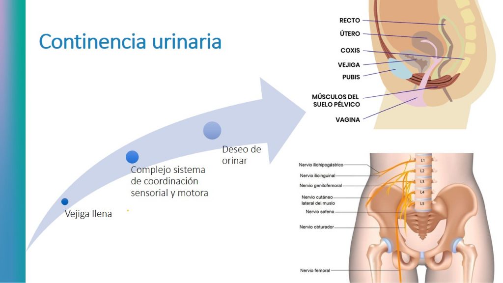 ¿Cuál es la relación entre salud del suelo pélvico y continencia urinaria?